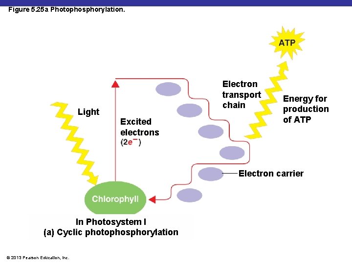 Figure 5. 25 a Photophosphorylation. Electron transport chain Light Excited electrons Energy for production