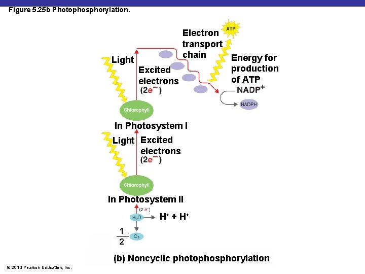 Figure 5. 25 b Photophosphorylation. Electron transport chain Energy for Light production Excited of