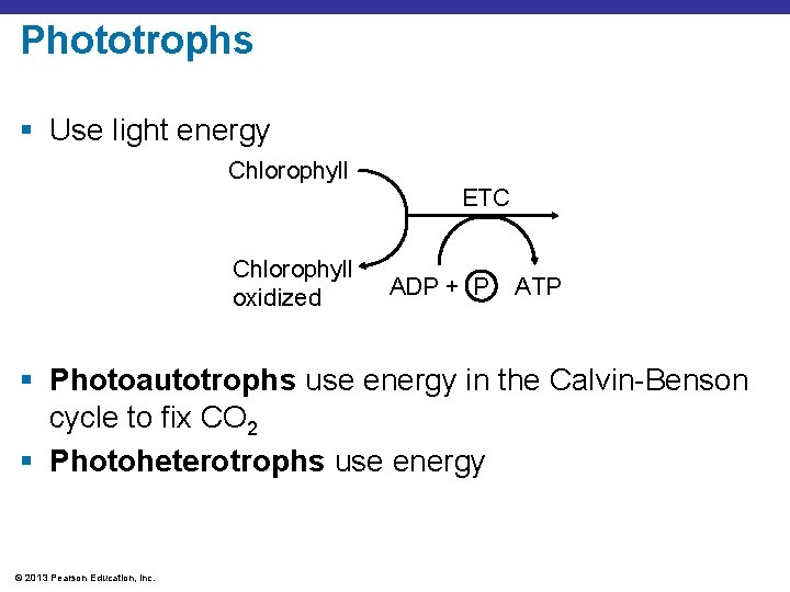 Phototrophs § Use light energy Chlorophyll ETC Chlorophyll oxidized ADP + P ATP §