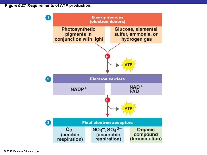 Figure 5. 27 Requirements of ATP production. © 2013 Pearson Education, Inc. 