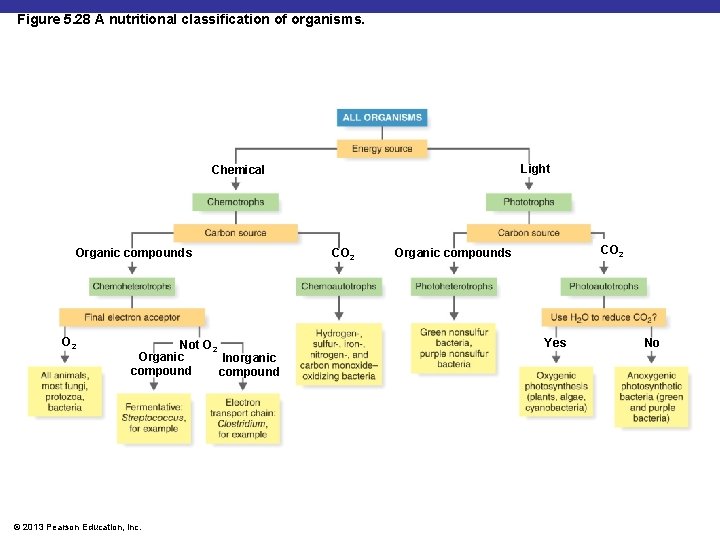 Figure 5. 28 A nutritional classification of organisms. Light Chemical Organic compounds O 2