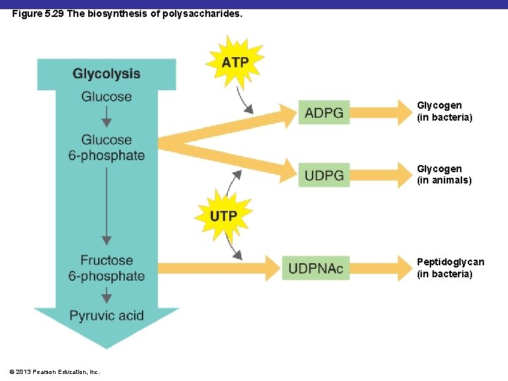 Figure 5. 29 The biosynthesis of polysaccharides. Glycogen (in bacteria) Glycogen (in animals) Peptidoglycan