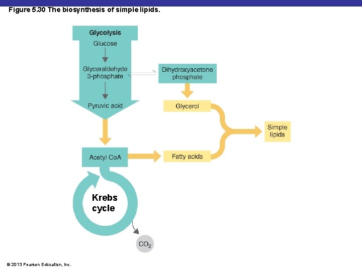 Figure 5. 30 The biosynthesis of simple lipids. Krebs cycle © 2013 Pearson Education,