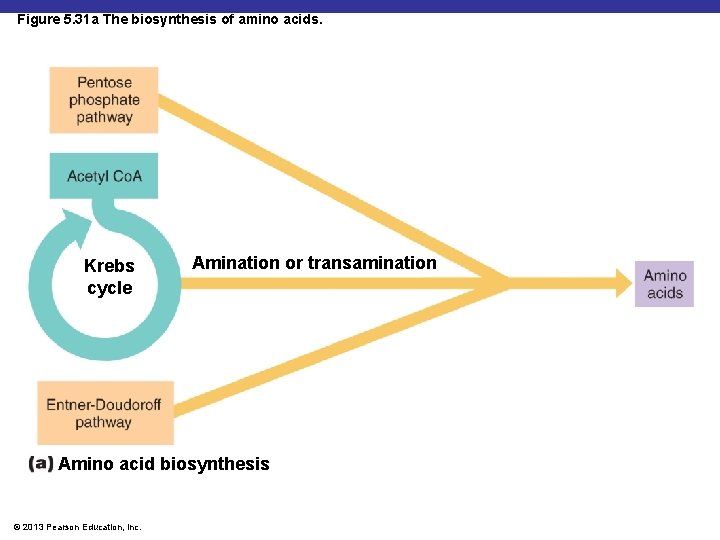 Figure 5. 31 a The biosynthesis of amino acids. Krebs cycle Amination or transamination