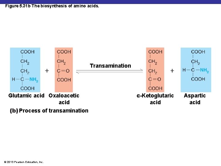 Figure 5. 31 b The biosynthesis of amino acids. Transamination Glutamic acid Oxaloacetic acid