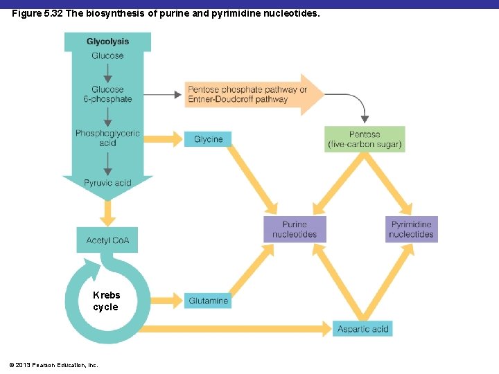 Figure 5. 32 The biosynthesis of purine and pyrimidine nucleotides. Krebs cycle © 2013