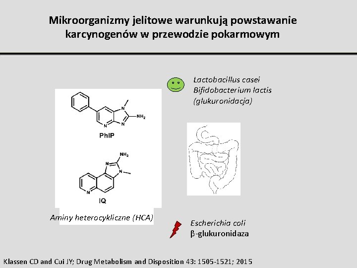 Mikroorganizmy jelitowe warunkują powstawanie karcynogenów w przewodzie pokarmowym Lactobacillus casei Bifidobacterium lactis (glukuronidacja) Aminy