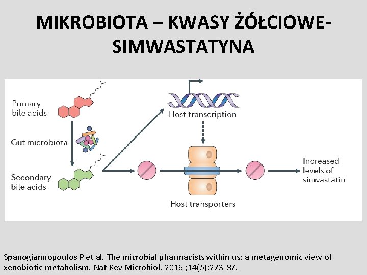 MIKROBIOTA – KWASY ŻÓŁCIOWESIMWASTATYNA Spanogiannopoulos P et al. The microbial pharmacists within us: a