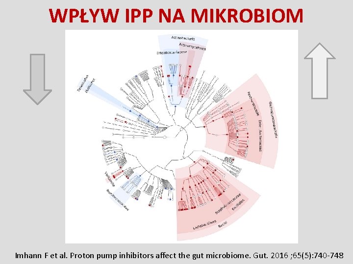 WPŁYW IPP NA MIKROBIOM Imhann F et al. Proton pump inhibitors affect the gut