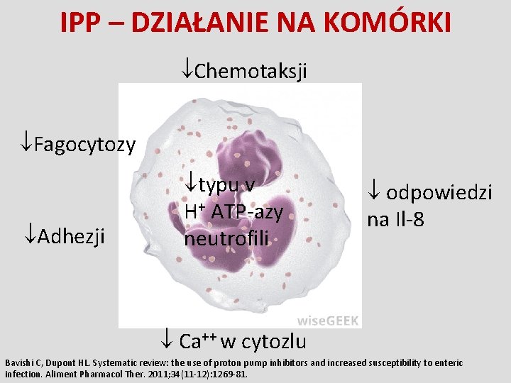 IPP – DZIAŁANIE NA KOMÓRKI Chemotaksji Fagocytozy Adhezji typu v H+ ATP-azy neutrofili odpowiedzi