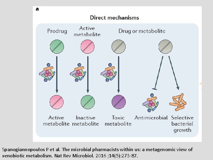 Spanogiannopoulos P et al. The microbial pharmacists within us: a metagenomic view of xenobiotic