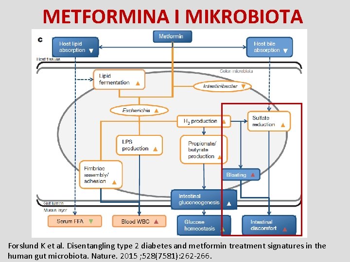 METFORMINA I MIKROBIOTA Forslund K et al. Disentangling type 2 diabetes and metformin treatment