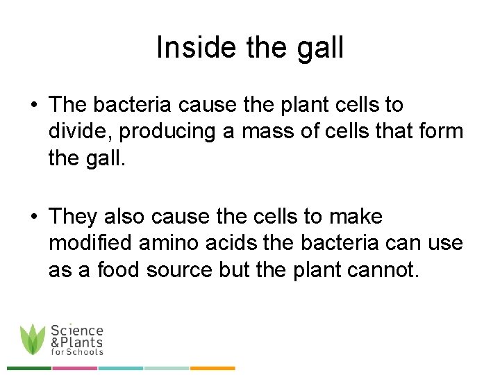 Inside the gall • The bacteria cause the plant cells to divide, producing a