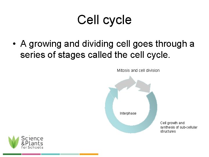 Cell cycle • A growing and dividing cell goes through a series of stages
