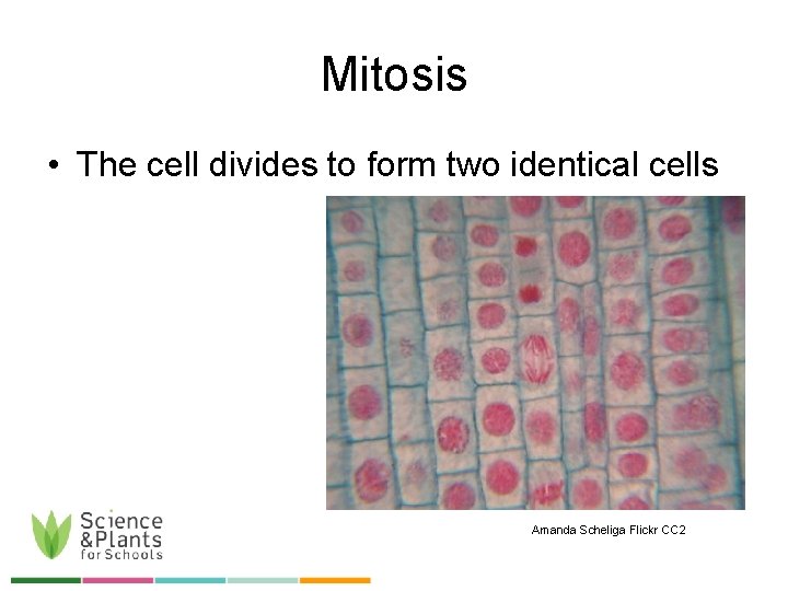 Mitosis • The cell divides to form two identical cells Amanda Scheliga Flickr CC