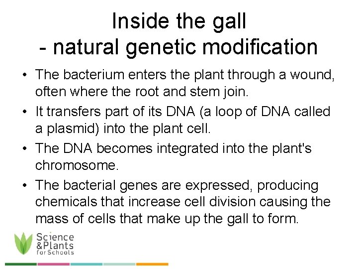 Inside the gall - natural genetic modification • The bacterium enters the plant through