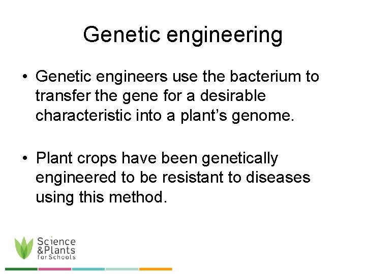 Genetic engineering • Genetic engineers use the bacterium to transfer the gene for a