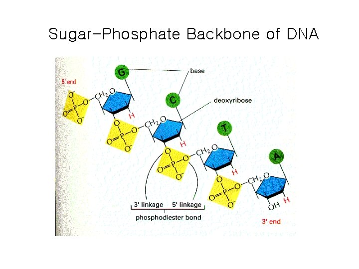 Sugar-Phosphate Backbone of DNA 