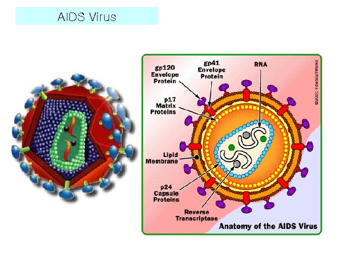 AIDS Virus 