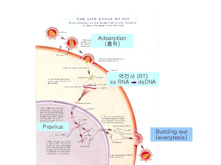 Adsorption (흡착) 역전사 (RT) ss RNA ds. DNA I m a g e Provirus