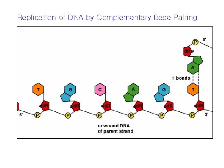 Replication of DNA by Complementary Base Pairing 