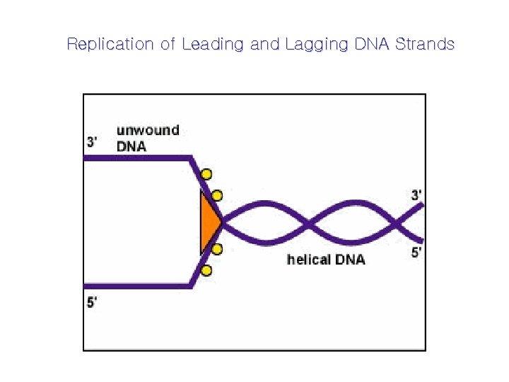 Replication of Leading and Lagging DNA Strands 