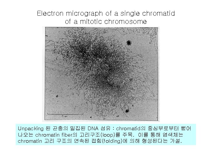Electron micrograph of a single chromatid of a mitotic chromosome Unpacking 된 곤충의 밀집된