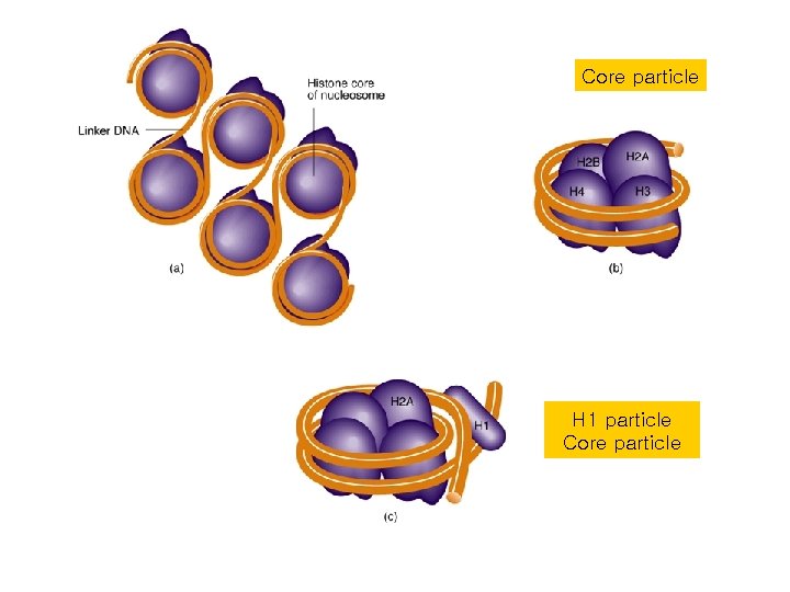 Core particle H 1 particle Core particle 