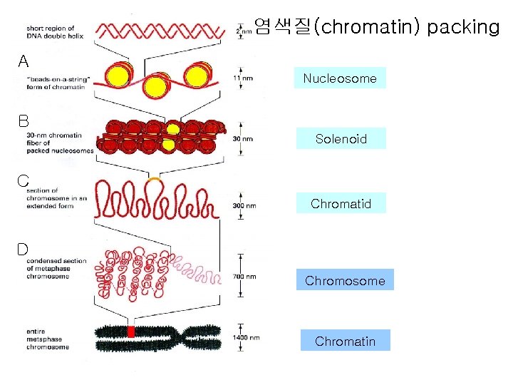 염색질(chromatin) packing A Nucleosome B Solenoid C Chromatid D Chromosome Chromatin 
