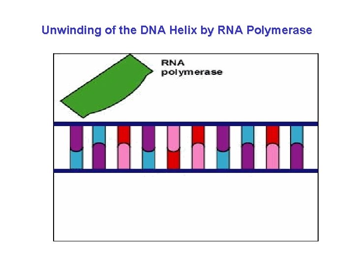 Unwinding of the DNA Helix by RNA Polymerase 