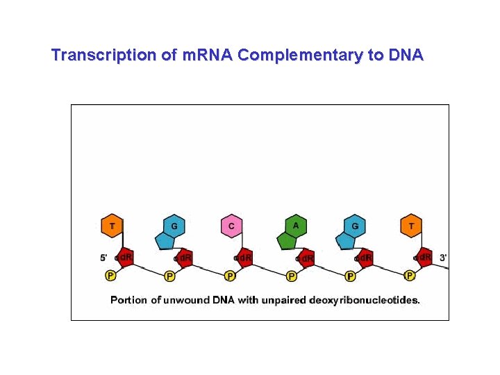 Transcription of m. RNA Complementary to DNA 