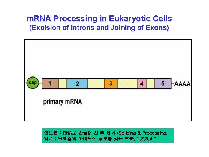 m. RNA Processing in Eukaryotic Cells (Excision of Introns and Joining of Exons) 인트론
