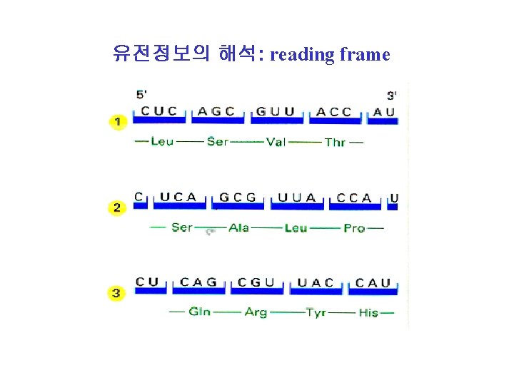 유전정보의 해석: reading frame 