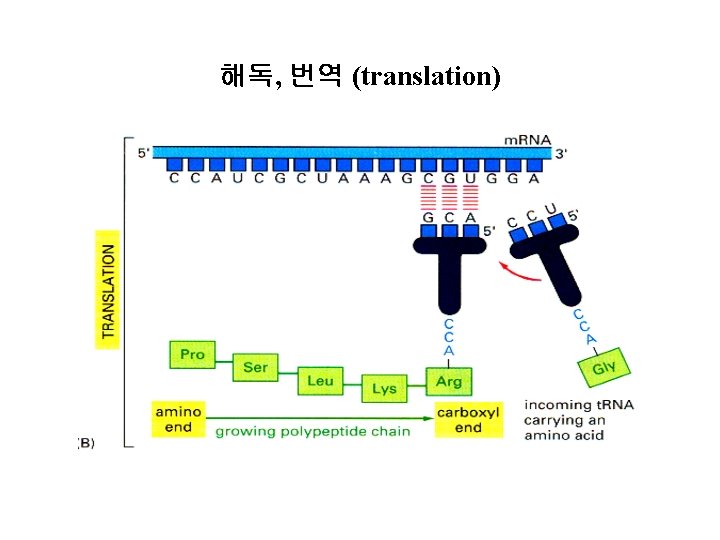 해독, 번역 (translation) 