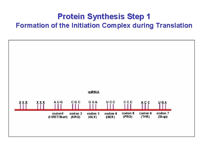 Protein Synthesis Step 1 Formation of the Initiation Complex during Translation 