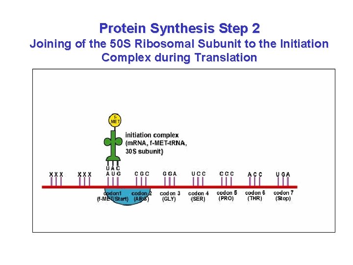 Protein Synthesis Step 2 Joining of the 50 S Ribosomal Subunit to the Initiation