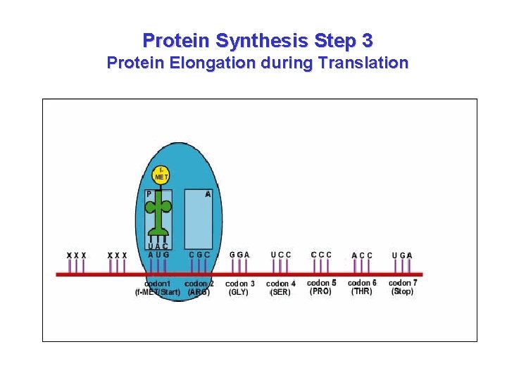 Protein Synthesis Step 3 Protein Elongation during Translation 