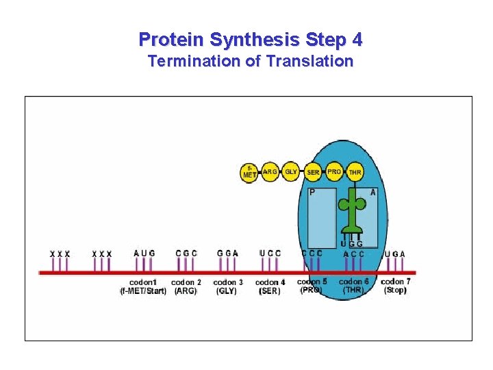 Protein Synthesis Step 4 Termination of Translation 