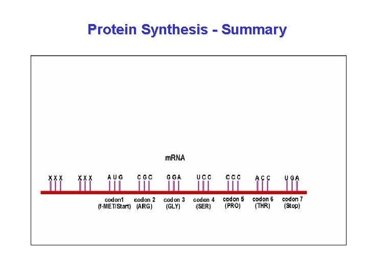 Protein Synthesis - Summary 