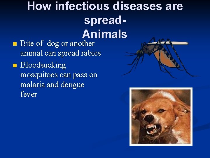 n n How infectious diseases are spread. Animals Bite of dog or another animal