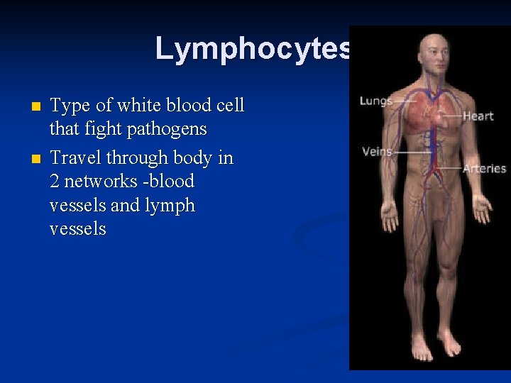 Lymphocytes n n Type of white blood cell that fight pathogens Travel through body