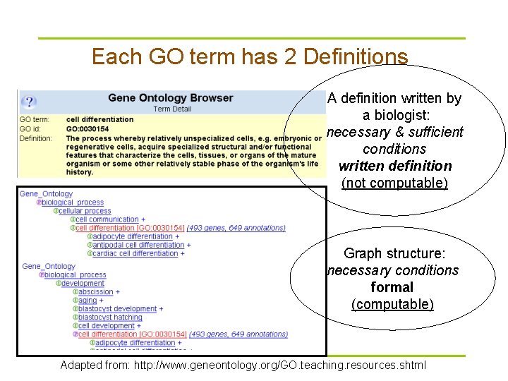 Each GO term has 2 Definitions A definition written by a biologist: necessary &