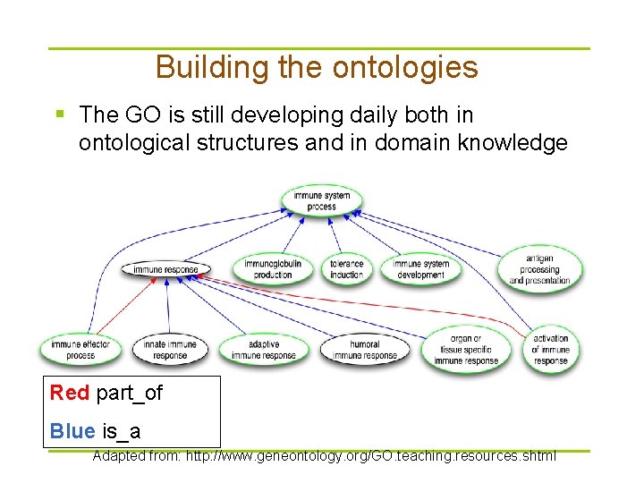 Building the ontologies § The GO is still developing daily both in ontological structures