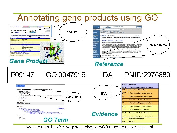Annotating gene products using GO P 05147 PMID: 2976880 Gene Product P 05147 Reference