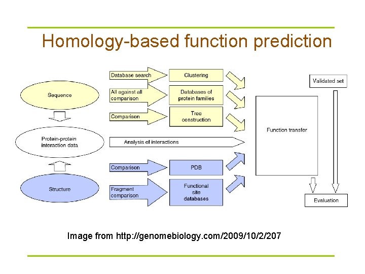 Homology-based function prediction Image from http: //genomebiology. com/2009/10/2/207 