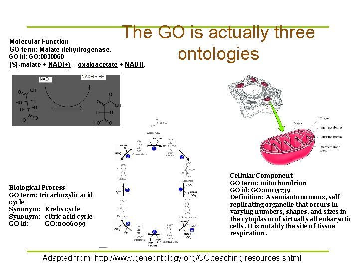 Molecular Function GO term: Malate dehydrogenase. GO id: GO: 0030060 The GO is actually