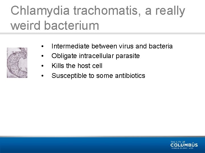 Chlamydia trachomatis, a really weird bacterium • • Intermediate between virus and bacteria Obligate