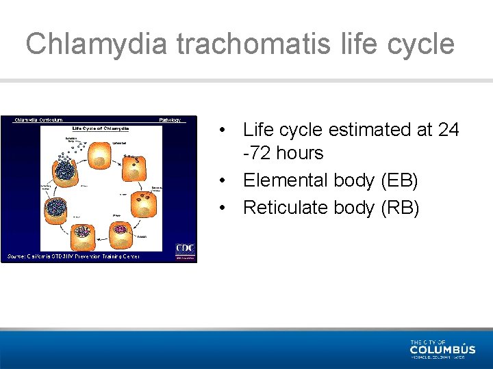 Chlamydia trachomatis life cycle • Life cycle estimated at 24 -72 hours • Elemental