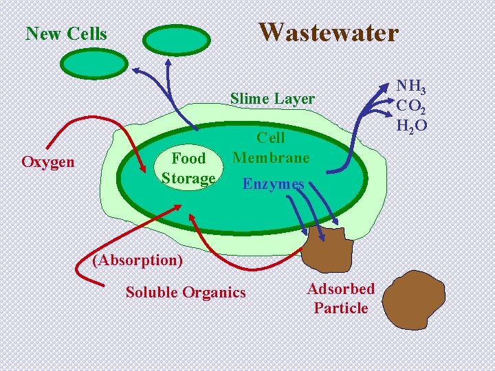 Wastewater New Cells Slime Layer Oxygen Food Storage Cell Membrane Enzymes (Absorption) Soluble Organics