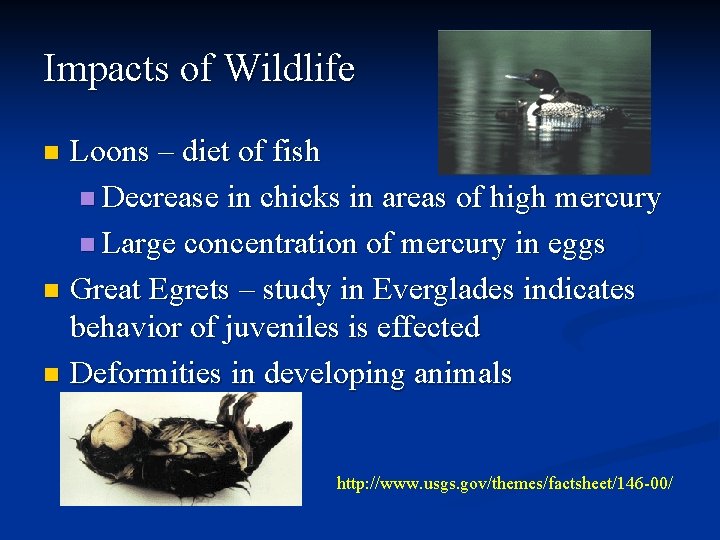 Impacts of Wildlife Loons – diet of fish n Decrease in chicks in areas